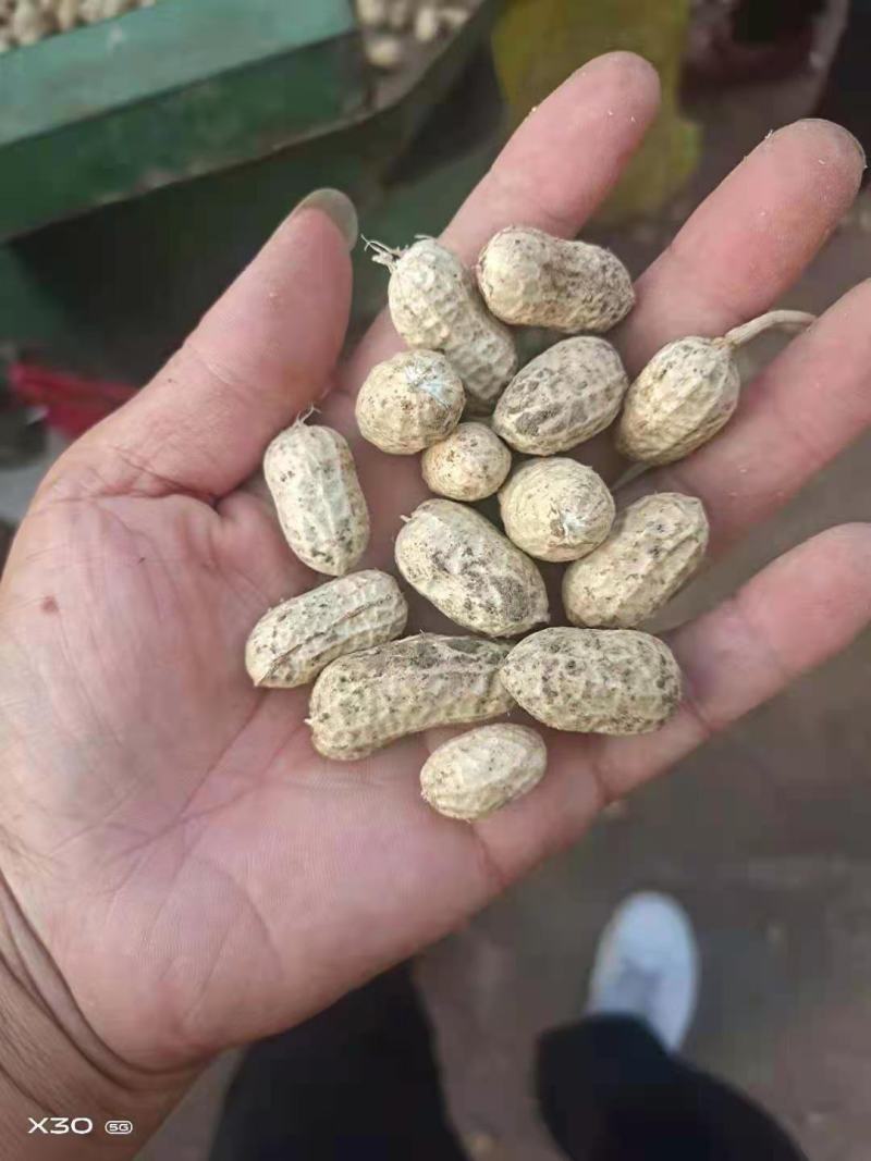 罗汉果鲜花生，小白沙大白沙湿花生，商超市场电商加工厂