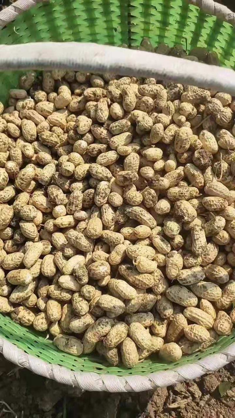 罗汉果鲜花生，小白沙大白沙湿花生，商超市场电商加工厂