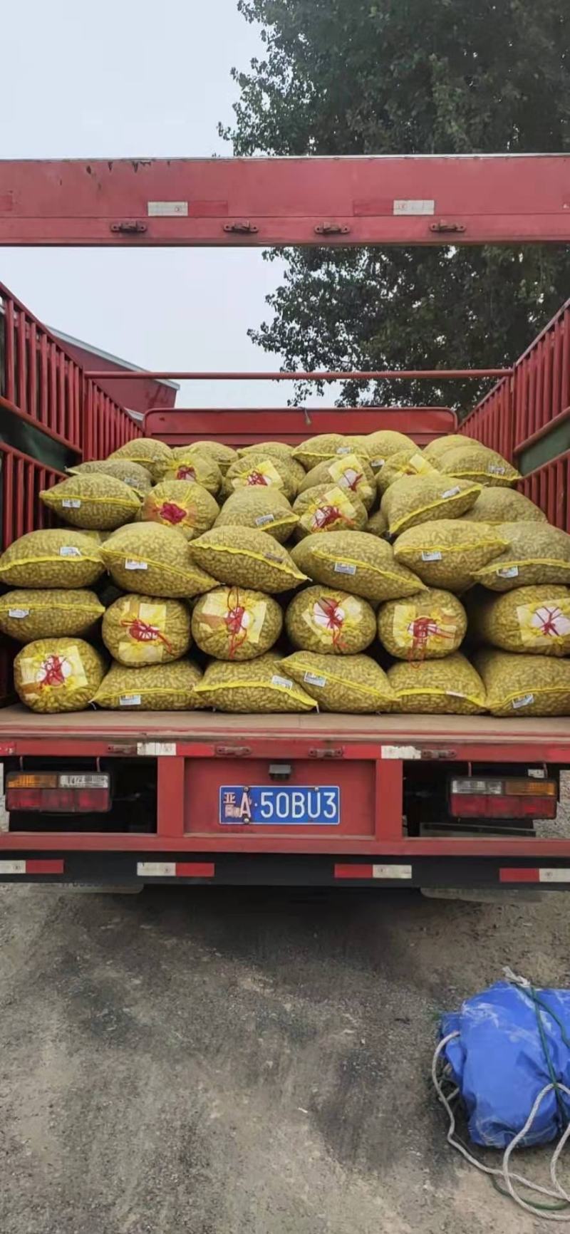 罗汉果鲜花生，小白沙大白沙湿花生，商超市场电商加工厂
