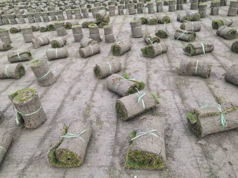 结缕草台湾二号成都基地大量出售来电咨询