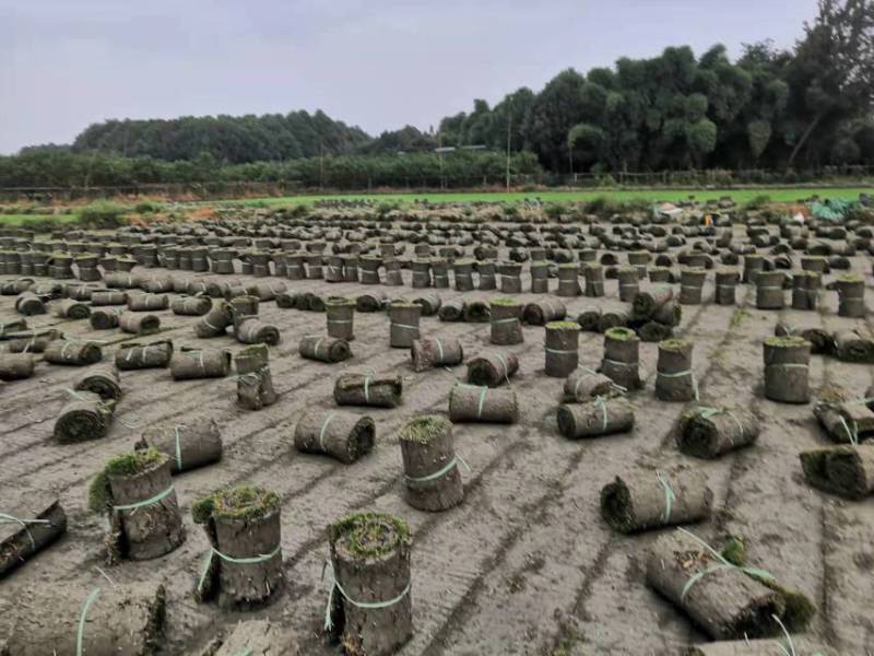 结缕草台湾二号成都基地大量出售来电咨询