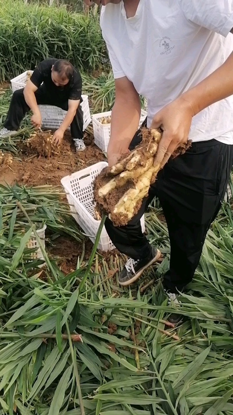 行唐大姜