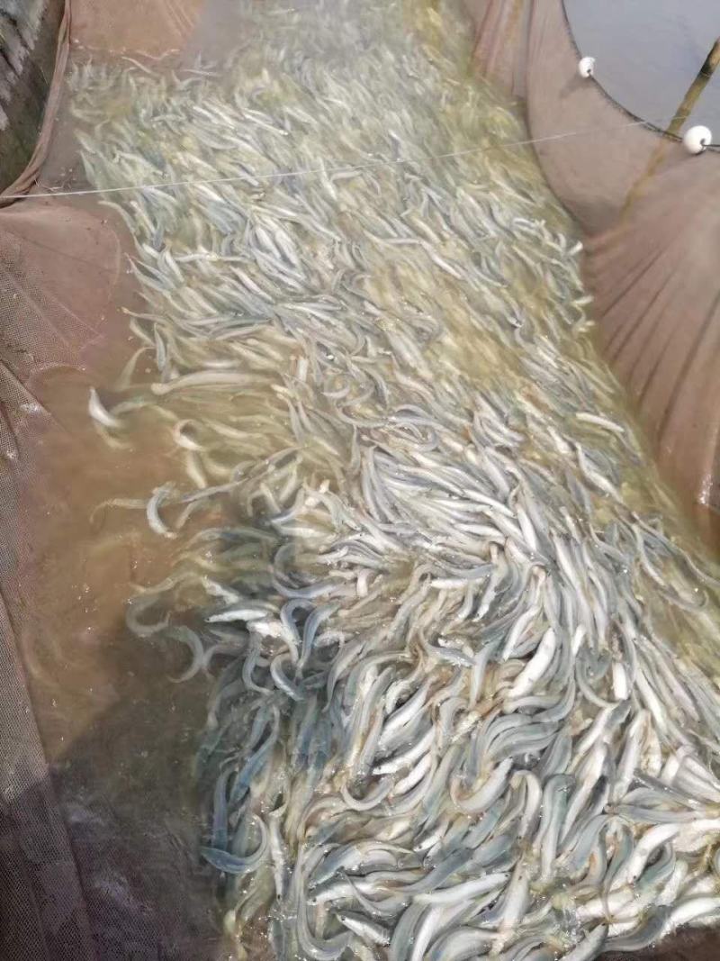 白乌鱼白化黑鱼鱼苗雷龙鱼财鱼蛇鱼生鱼淡水