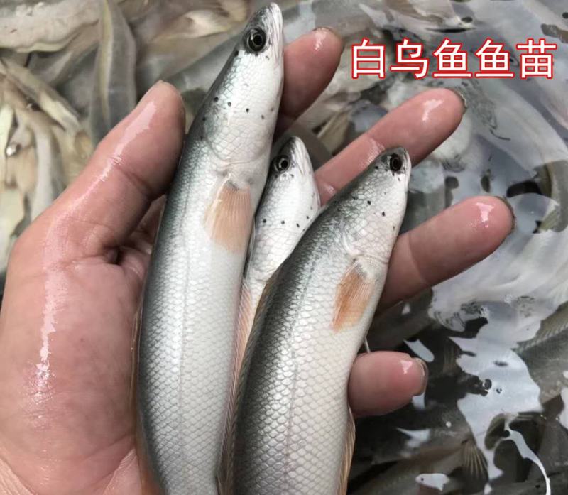 白乌鱼白化黑鱼鱼苗雷龙鱼财鱼蛇鱼生鱼淡水