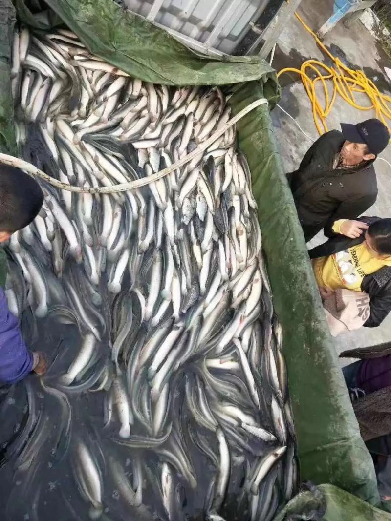 白乌鱼白化黑鱼鱼苗雷龙鱼财鱼蛇鱼生鱼淡水