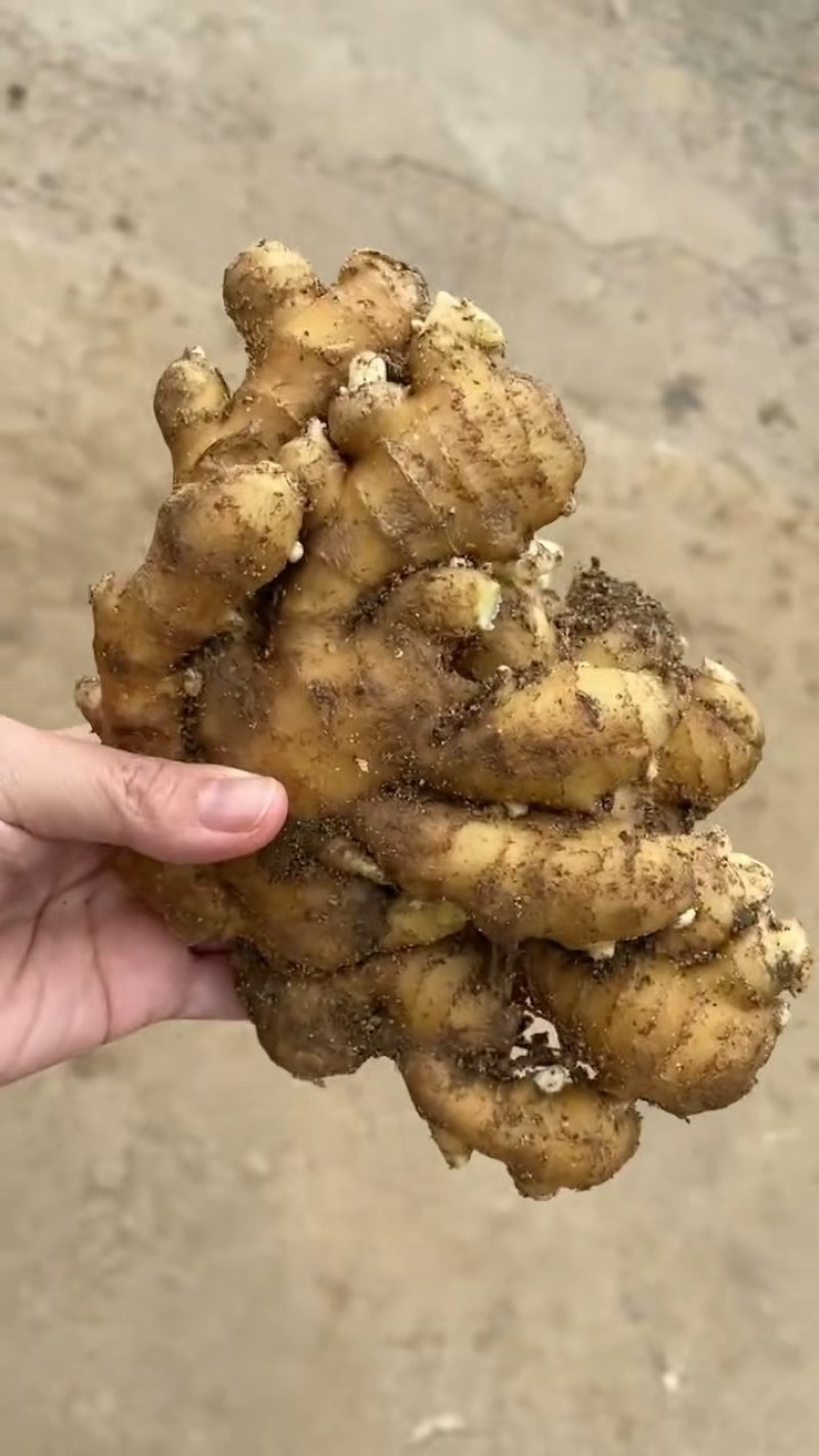 窖藏小黄姜【水洗姜/风干姜/沙土姜】保质保量坏烂包赔