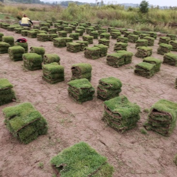 【推荐】千亩草皮马尼拉草卷基地直售自产自销全国发货