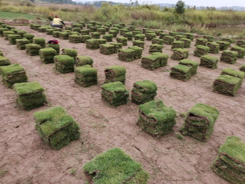 【推荐】千亩草皮马尼拉草卷基地直售自产自销全国发货