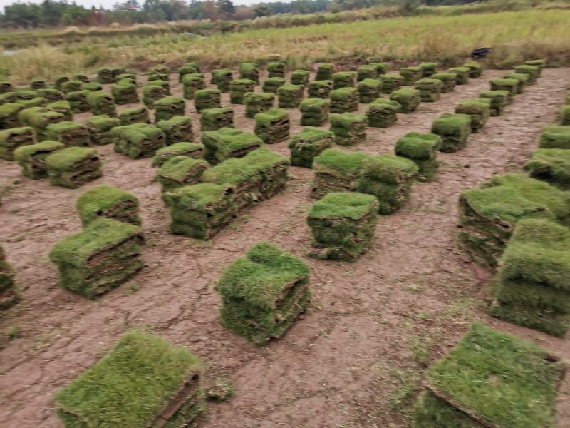 【推荐】千亩草皮马尼拉草卷基地直售自产自销全国发货