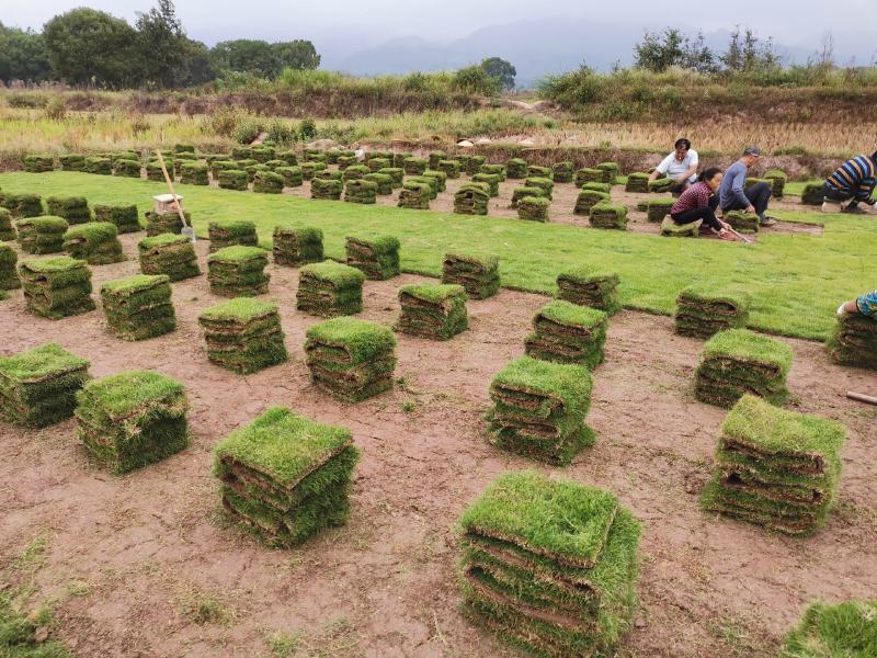 【推荐】千亩草皮马尼拉草卷基地直售自产自销全国发货