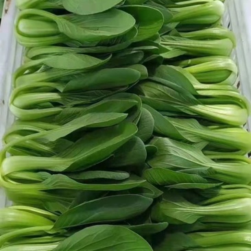 精品，小油菜，香菜，大葱
