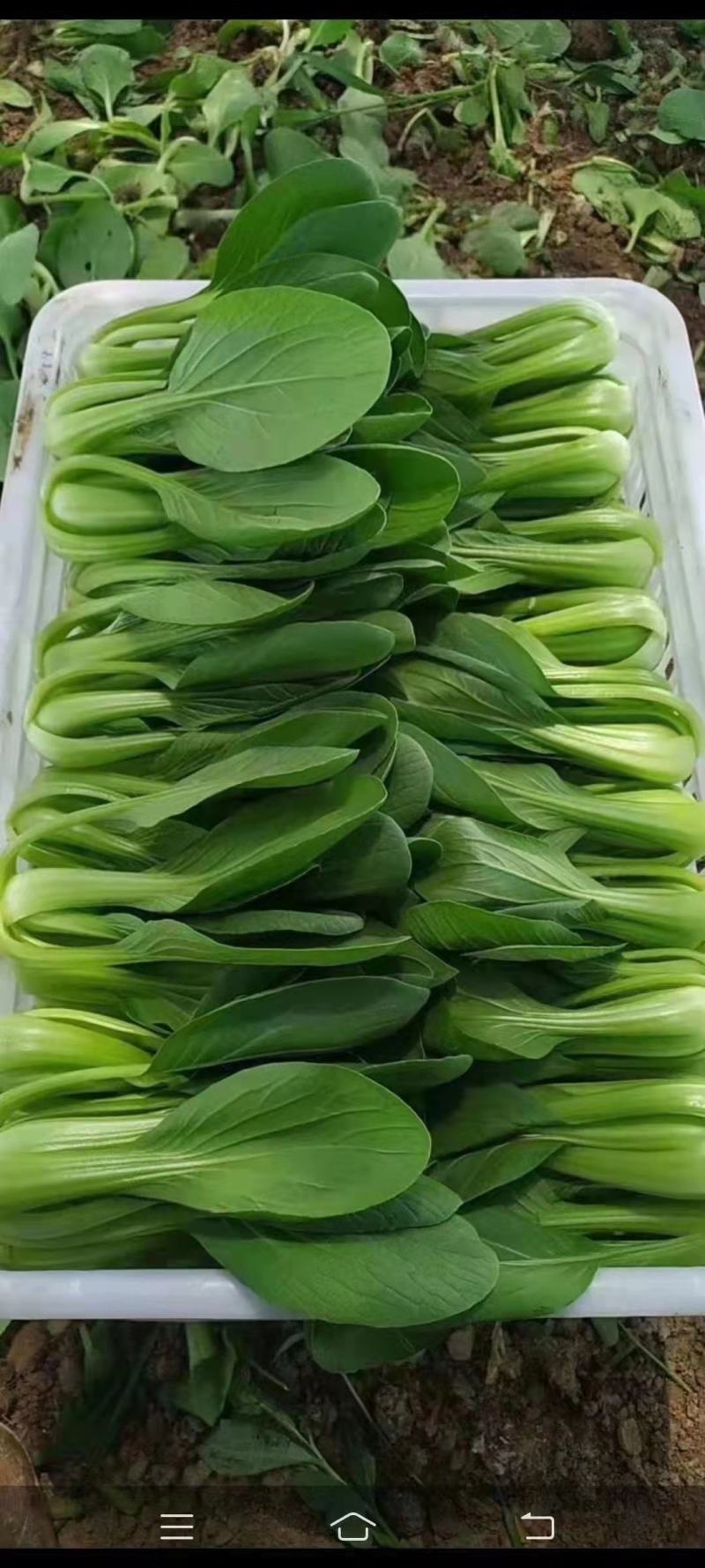 精品，小油菜，香菜，大葱