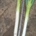 精品，小油菜，香菜，大葱