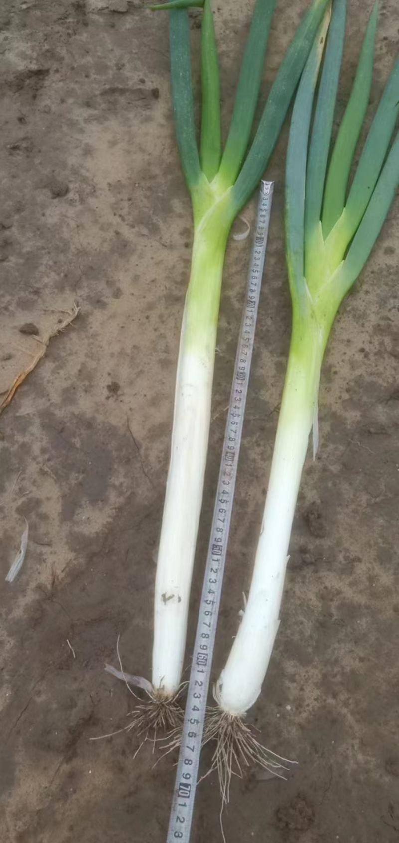 精品，小油菜，香菜，大葱