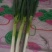 精品，小油菜，香菜，大葱