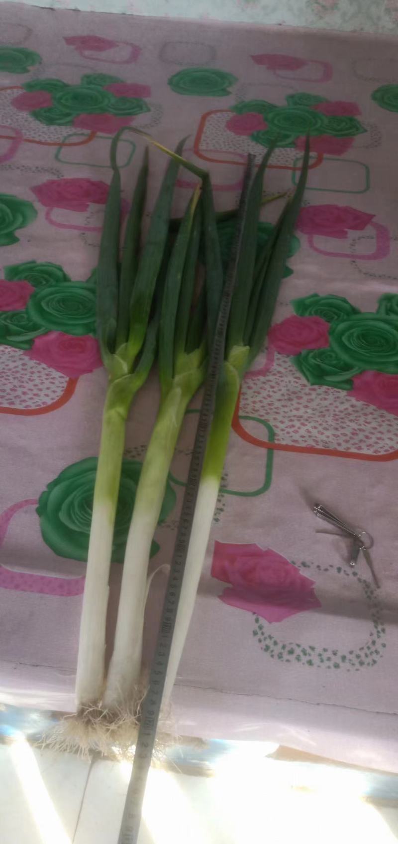 精品，小油菜，香菜，大葱