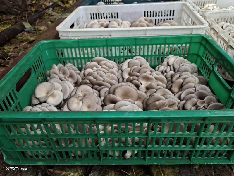 洛阳平菇