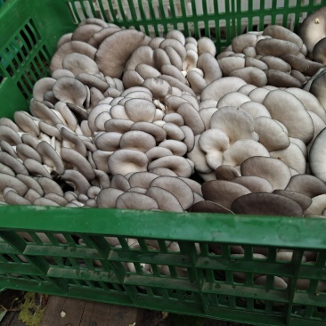 洛阳平菇