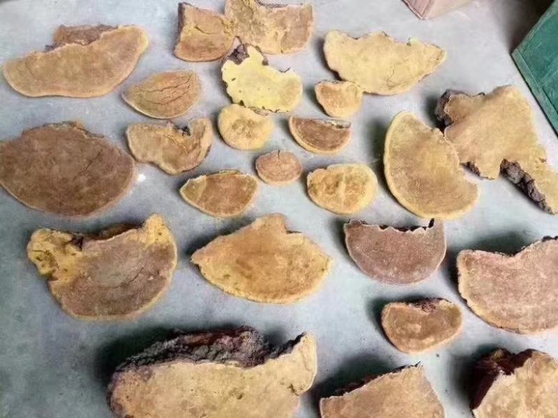 中药材桑黄