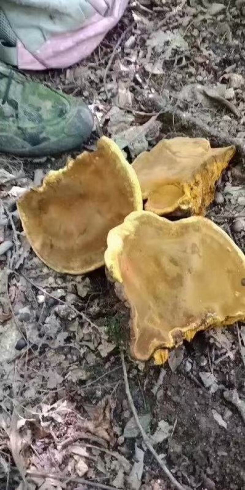 中药材桑黄