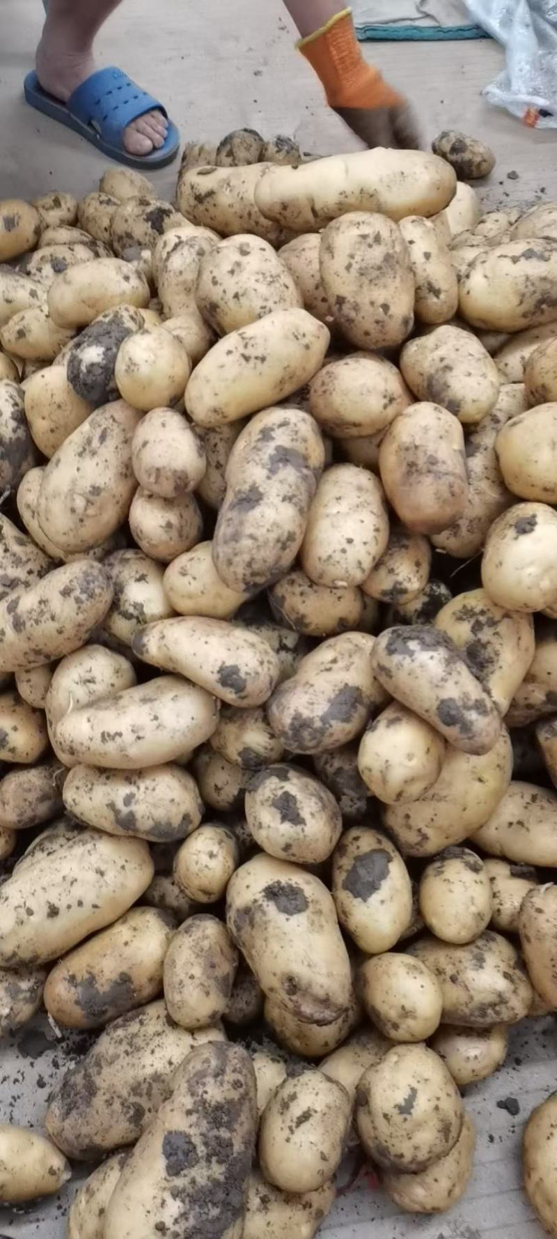大量供应精品土豆土豆诚挚一根，品质为本