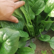 菠菜