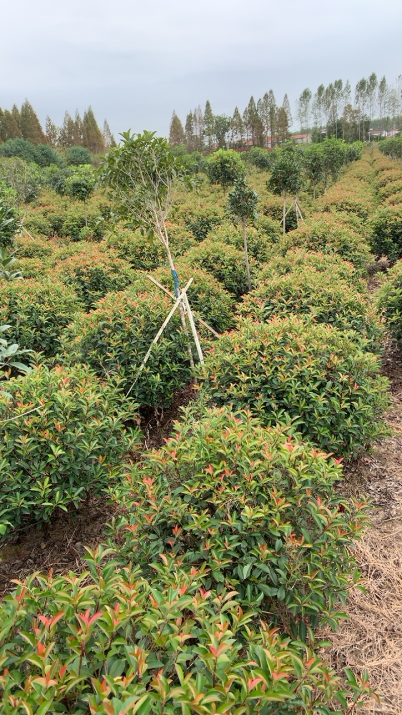 精品造型，红叶石楠苗木基地直供量大价优欢迎观赏选购