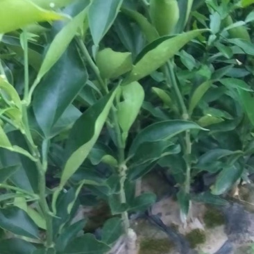 长叶香橙