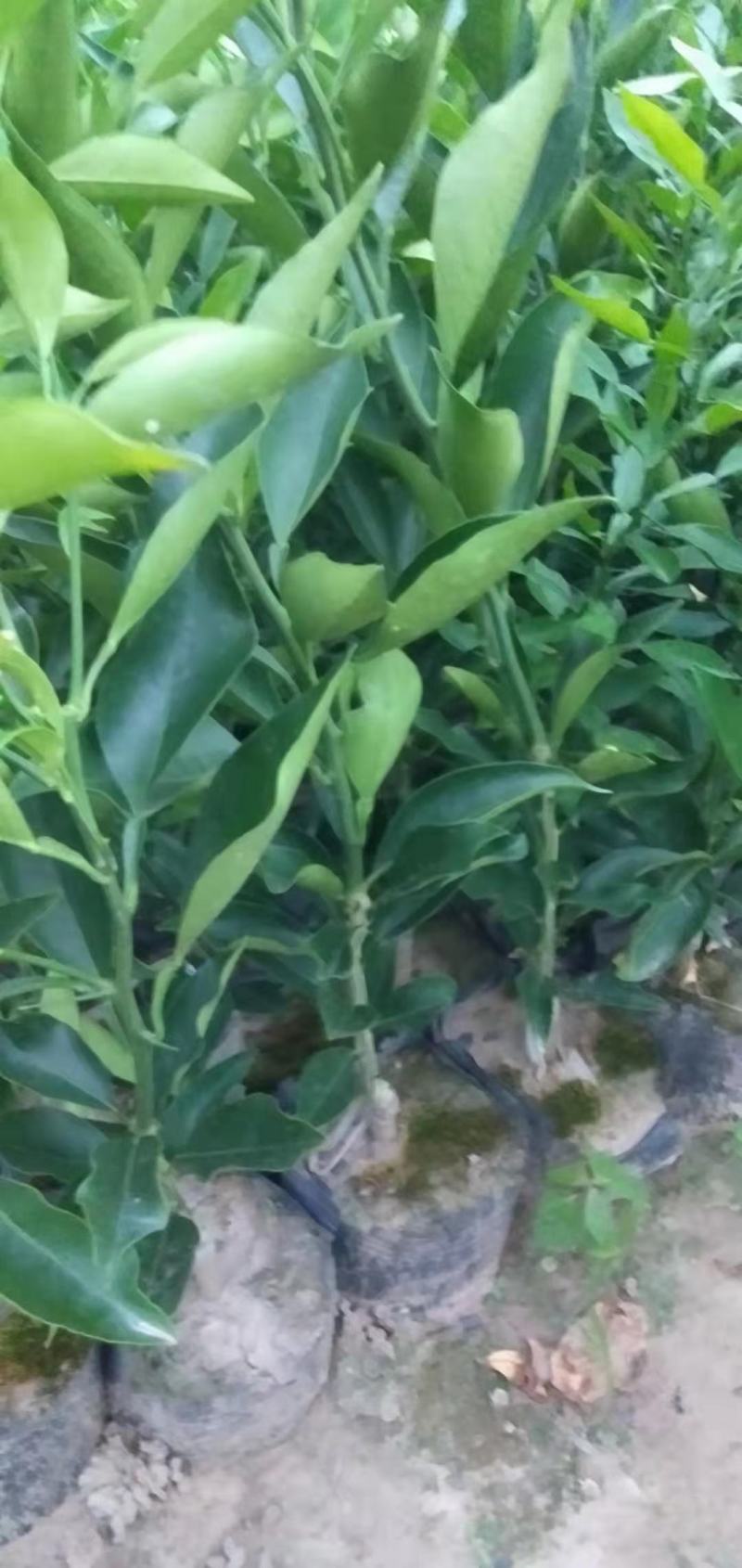 长叶香橙