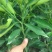 长叶香橙