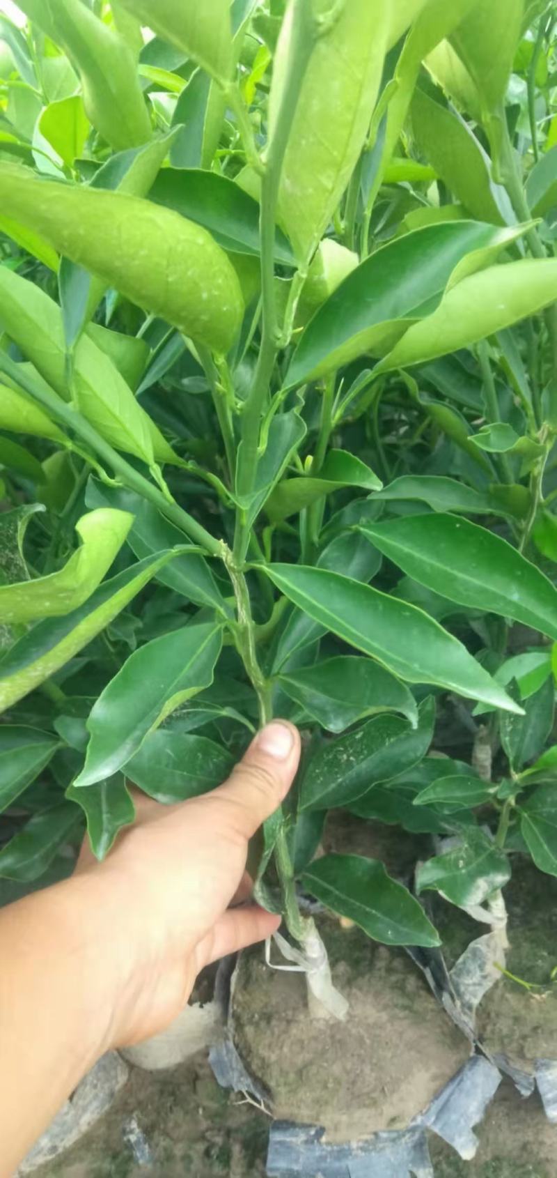 长叶香橙