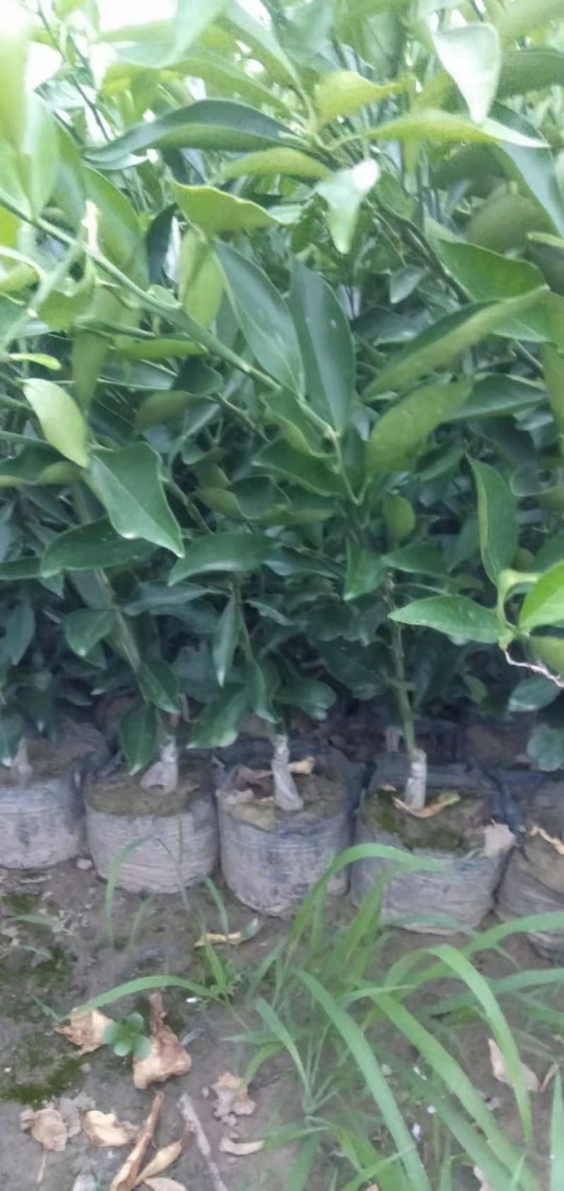 长叶香橙