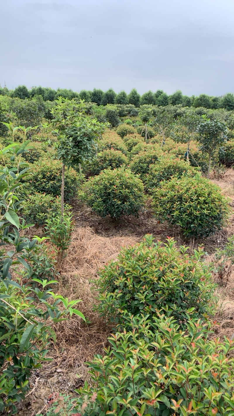 精品造型，红叶石楠苗木基地直供量大价优欢迎观赏选购