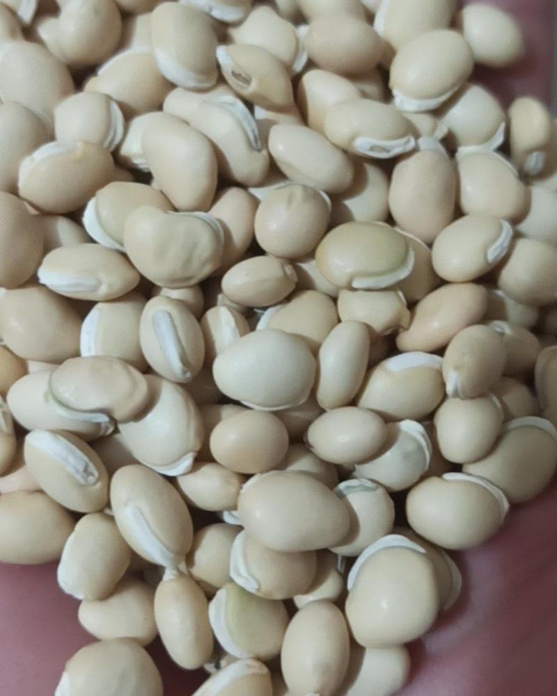 白扁豆中药材批发白扁豆产地直销量大从优