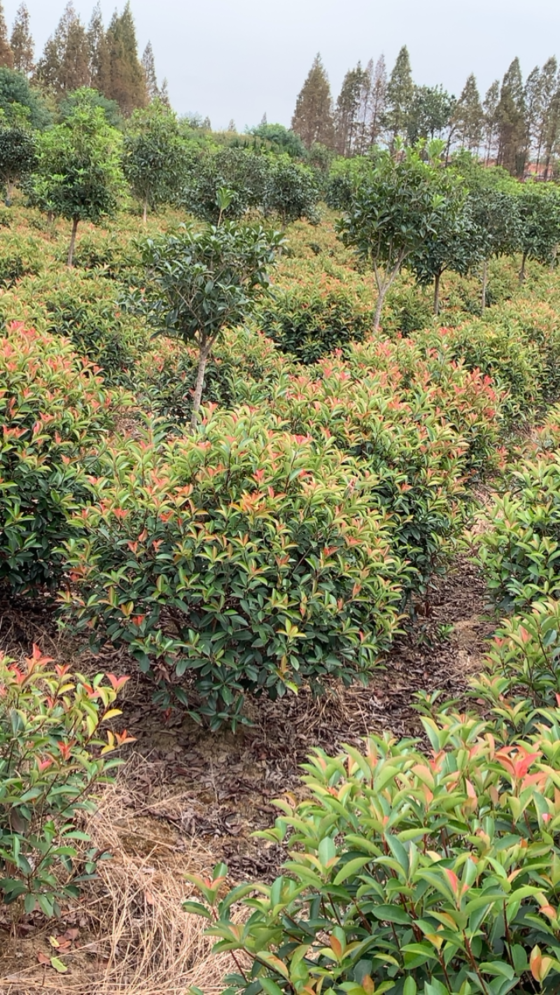 精品造型，红叶石楠苗木基地直供量大价优欢迎观赏选购