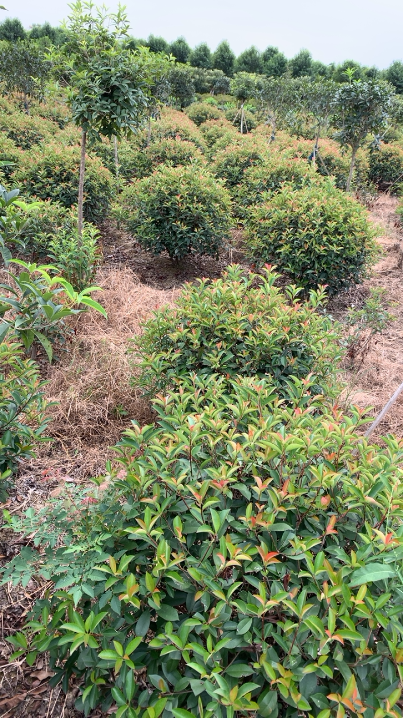 精品造型，红叶石楠苗木基地直供量大价优欢迎观赏选购
