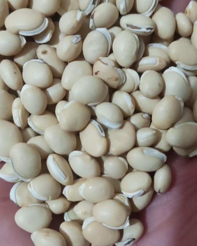 白扁豆中药材批发白扁豆产地直销量大从优