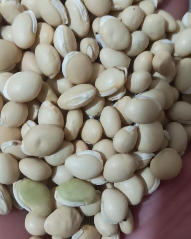 白扁豆中药材批发白扁豆产地直销量大从优