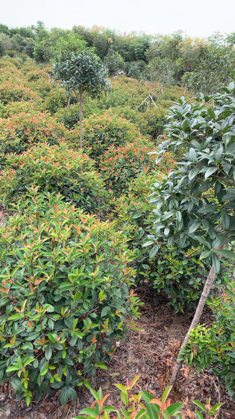 精品造型，红叶石楠苗木基地直供量大价优欢迎观赏选购