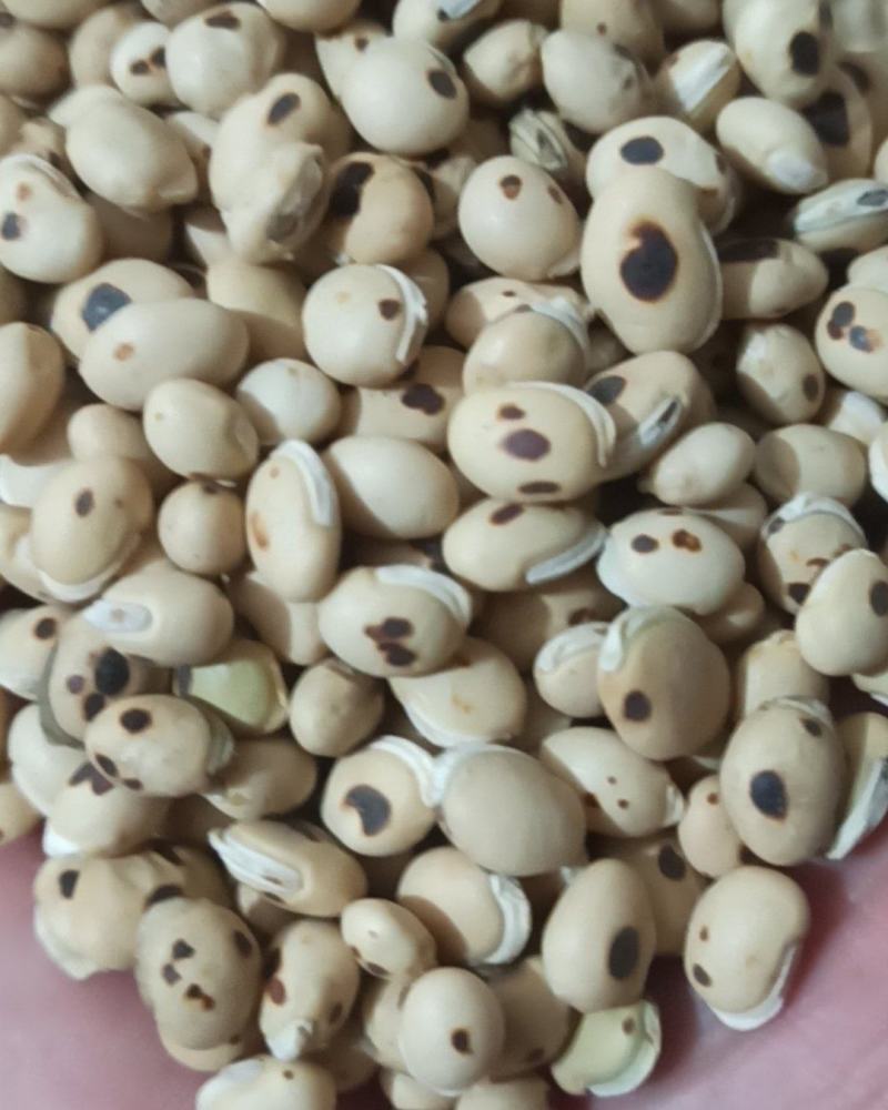 白扁豆中药材批发白扁豆产地直销量大从优