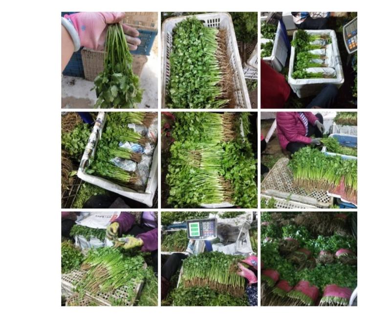 泰安精品大棚大叶香菜山东香菜专业供货团队走货省心便利