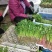 泰安精品大棚大叶香菜山东香菜专业供货团队走货省心便利