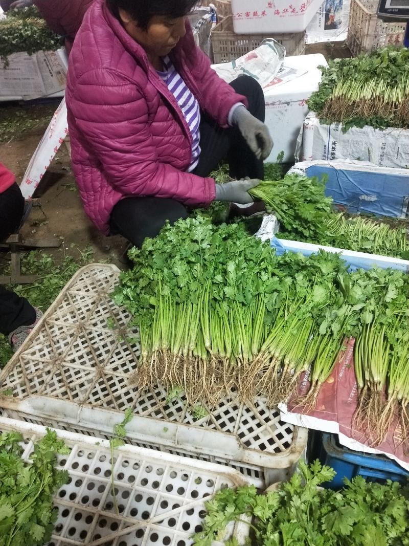 泰安精品大棚大叶香菜山东香菜专业供货团队走货省心便利