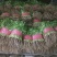 泰安精品大棚大叶香菜山东香菜专业供货团队走货省心便利