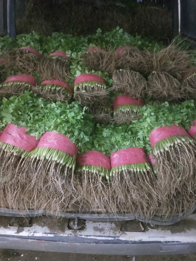泰安精品大棚大叶香菜山东香菜专业供货团队走货省心便利