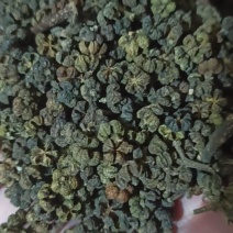 吴茱萸中花吴茱萸味道浓中药材批发吴茱萸产地直销