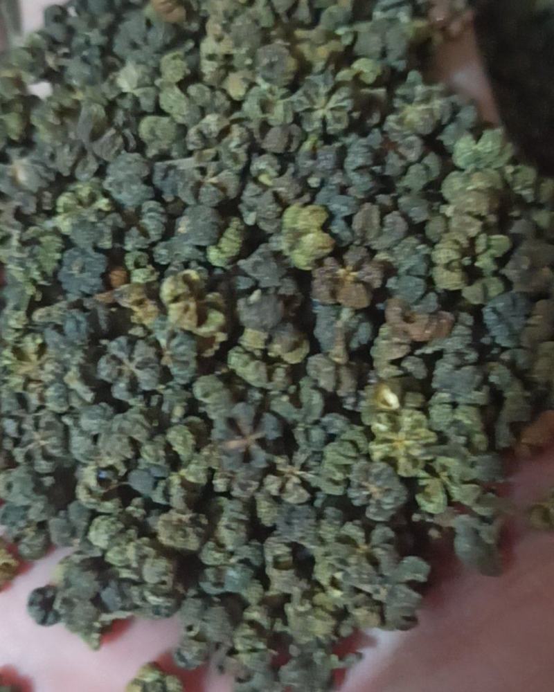 吴茱萸中花吴茱萸味道浓中药材批发吴茱萸产地直销