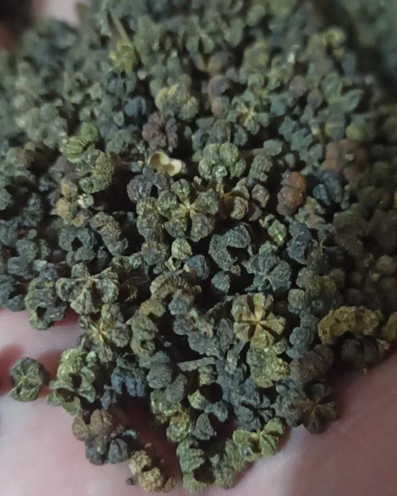 吴茱萸中花吴茱萸味道浓中药材批发吴茱萸产地直销