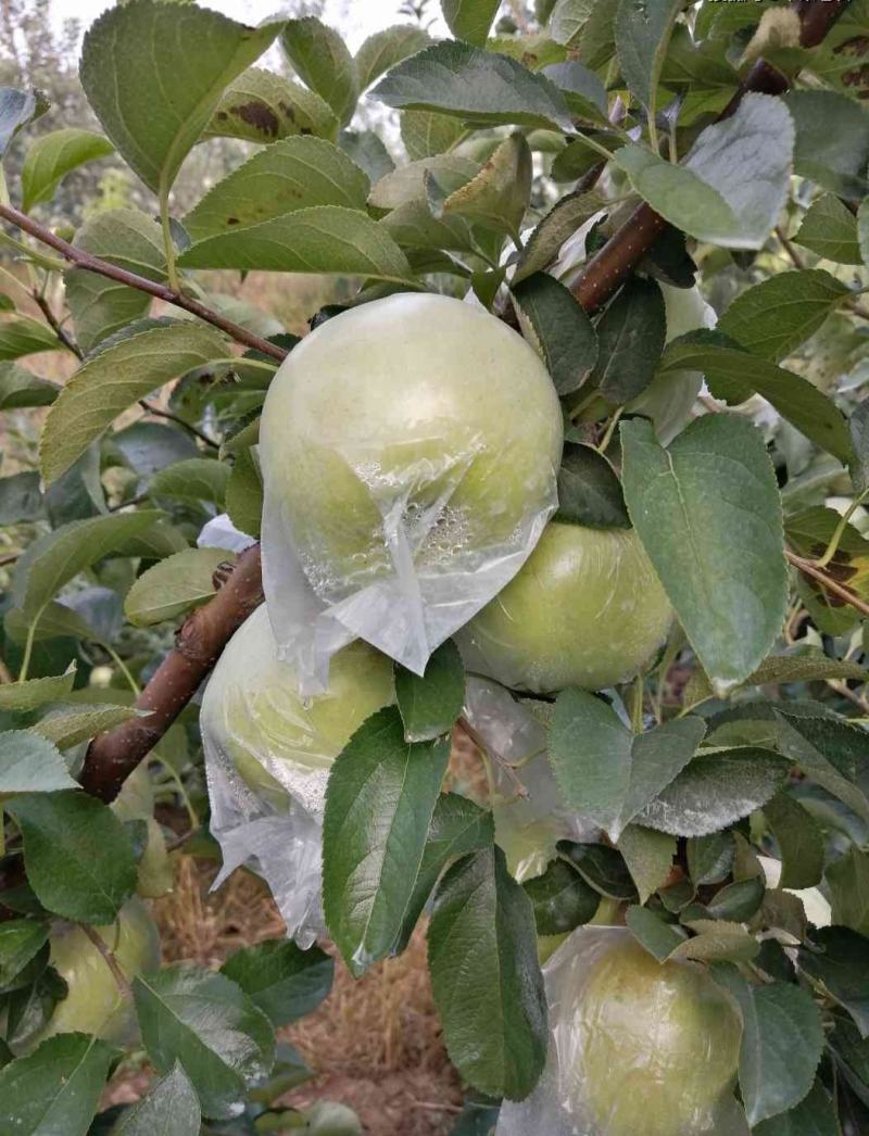 明月苹果，苗明月苹果树，日本明月苹果。，青苹果