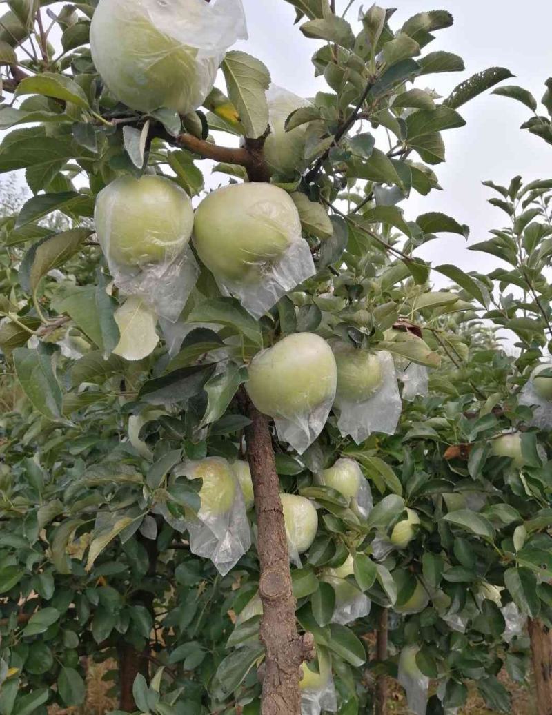 明月苹果，苗明月苹果树，日本明月苹果。，青苹果